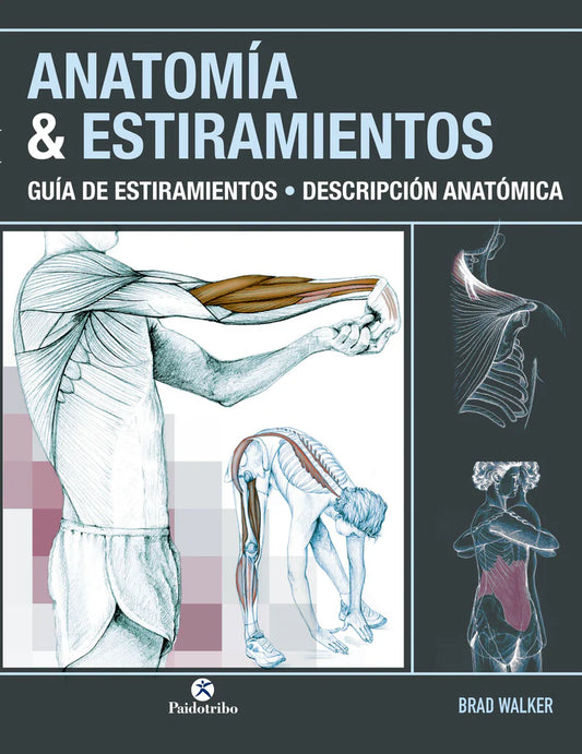 Anatomía & estiramientos. Guía de estiramientos. Descripción anatómica (color).